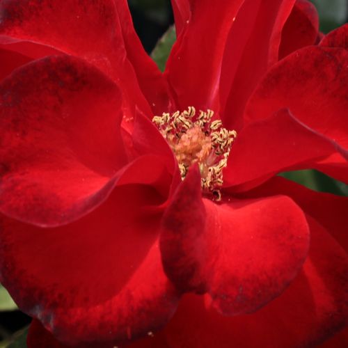 rendelésRosa Satchmo - nem illatos rózsa - Csokros virágú - magastörzsű rózsafa - vörös - Samuel Darragh McGredy IV.- bokros koronaforma - Csoportosan nyíló, szinte folyamatos virágzású fajta. Kissé feltörő ágrendszerú, ugyanakkor bokros koronaformájú róz